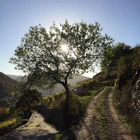 Schuster Und Gaestehaus Rüdesheim am Rhein